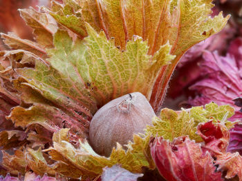 Full frame shot of a hazelnut with leafes