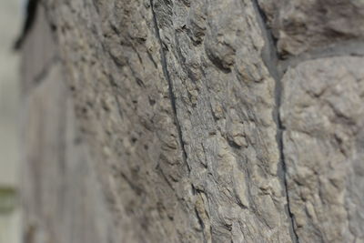 Close-up of tree trunk