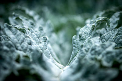 Close-up of wet leaves on plant