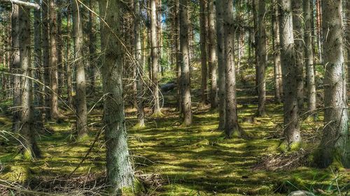 View of trees in forest