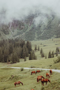 Horses in a field