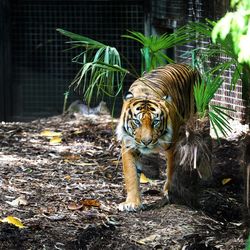 Portrait of a tiger in zoo