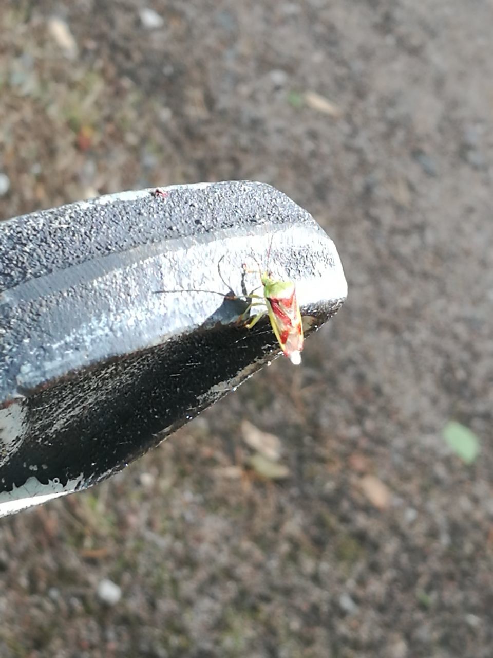 CLOSE-UP OF BUTTERFLY