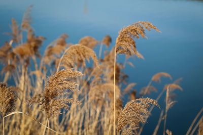 Close-up of stalks in field against blue sky