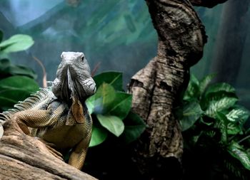 Close-up of bearded dragon on branch