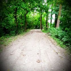 Dirt road amidst trees in forest