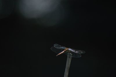 Close-up of insect against black background