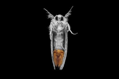 Close-up of dead flower against black background