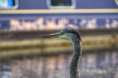 Close-up of gray heron