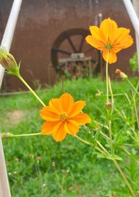 Close-up of yellow cosmos blooming outdoors