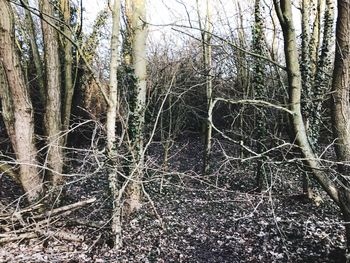 Bare trees in forest