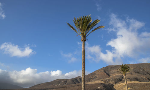 Low angle view of coconut palm trees against sky