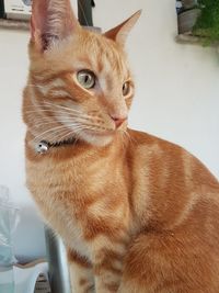 Close-up of ginger cat