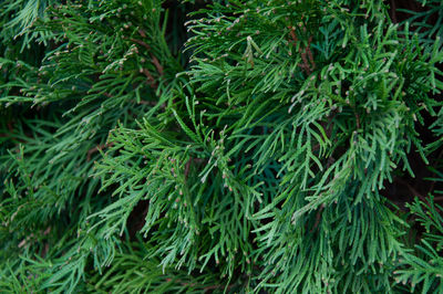 Close-up of pine tree