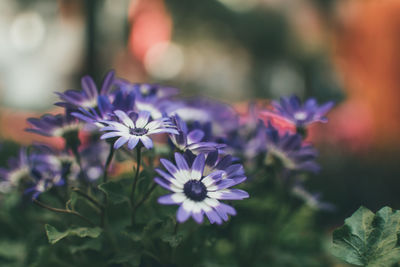 Close-up of purple flowers blooming outdoors