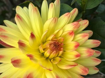 Close-up of flower blooming outdoors