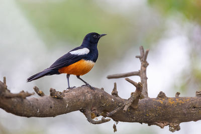 Close-up of bird perching on branch