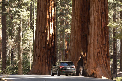 Cars on road amidst trees in forest