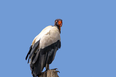 Low angle view of eagle perching on blue sky