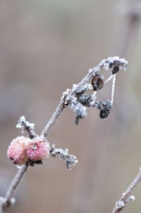 Close-up of frozen plant