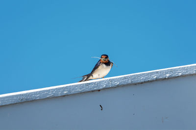 Low angle view of bird perching on blue sky