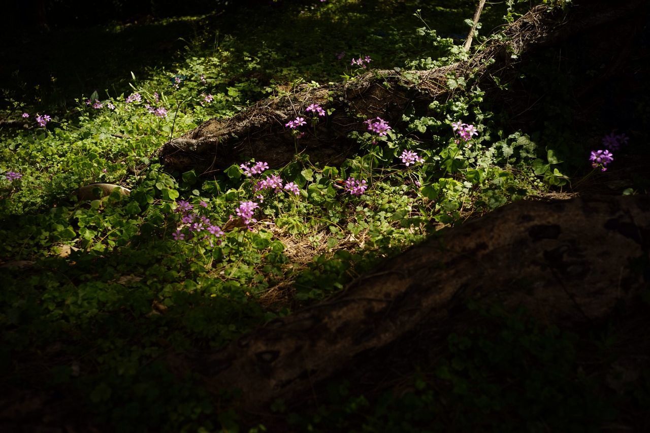 flower, growth, beauty in nature, plant, nature, freshness, fragility, tranquility, blooming, tree, petal, high angle view, in bloom, green color, pink color, tranquil scene, sunlight, outdoors, purple, rock - object