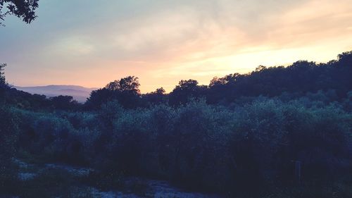 Scenic view of silhouette trees against sky during sunset