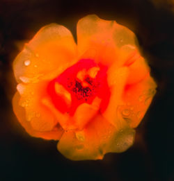 Close-up of wet orange rose blooming against black background