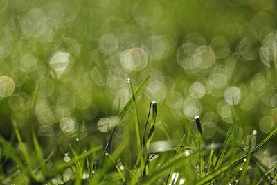 Close-up of wet grass on field during rainy season