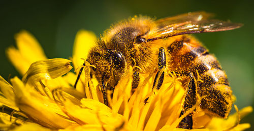 honey bee