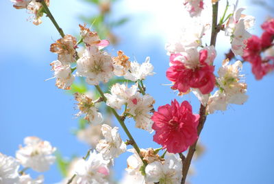 Low angle view of pink flowers blooming against sky