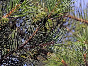 Bumps on tree