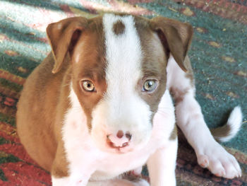 Close-up portrait of dog