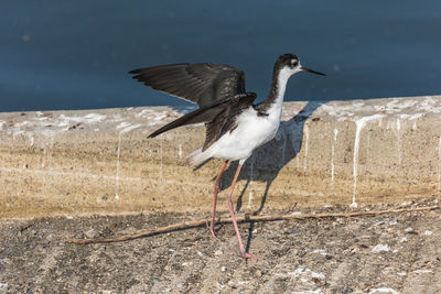 Side view of bird perching on shore