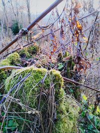 Close-up of plant growing on field in forest