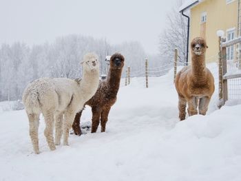 Alpacks  on snow covered land