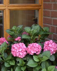 Close-up of pink flowers