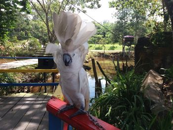 White cat sitting on bench in park