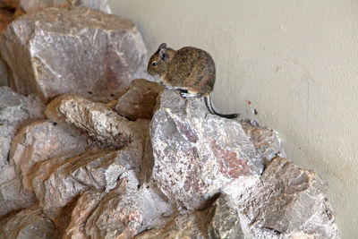 A mongolian gerbil sitting on some rocks
