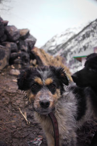 Close-up portrait of dog