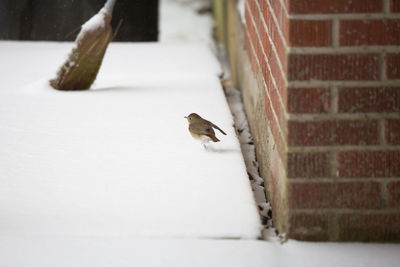 Bird on a wall