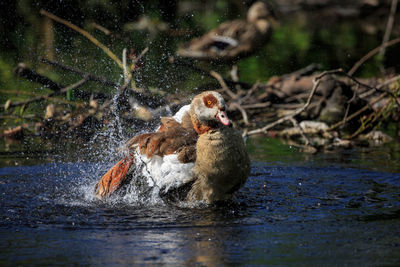 Turtle eating in water