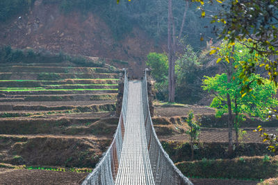 Footbridge amidst trees in forest