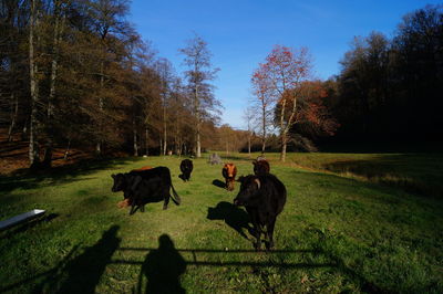 Cows grazing on field against sky