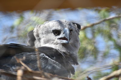 Close-up of eagle