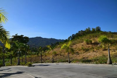 Road by trees against clear blue sky