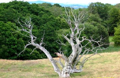 Bare trees on grassy field