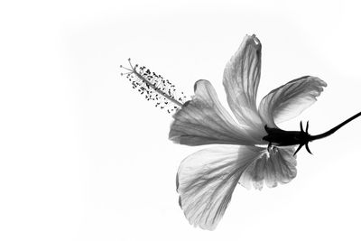 Close-up of flowering plant against white background