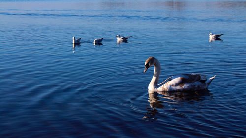 Swans swimming in lake