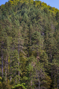 Pine trees in forest